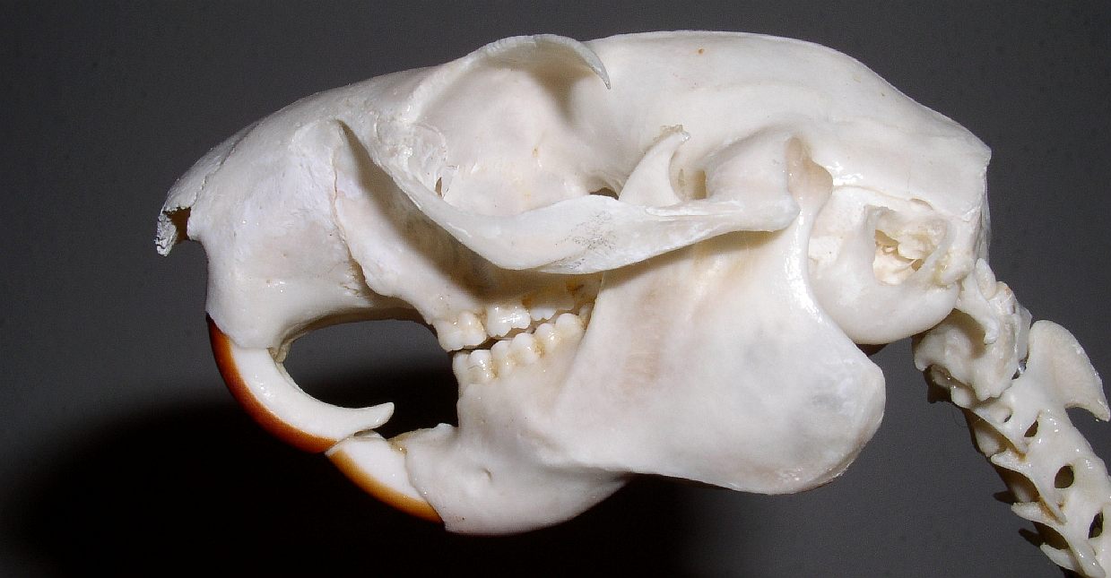 Giant squirrel skull