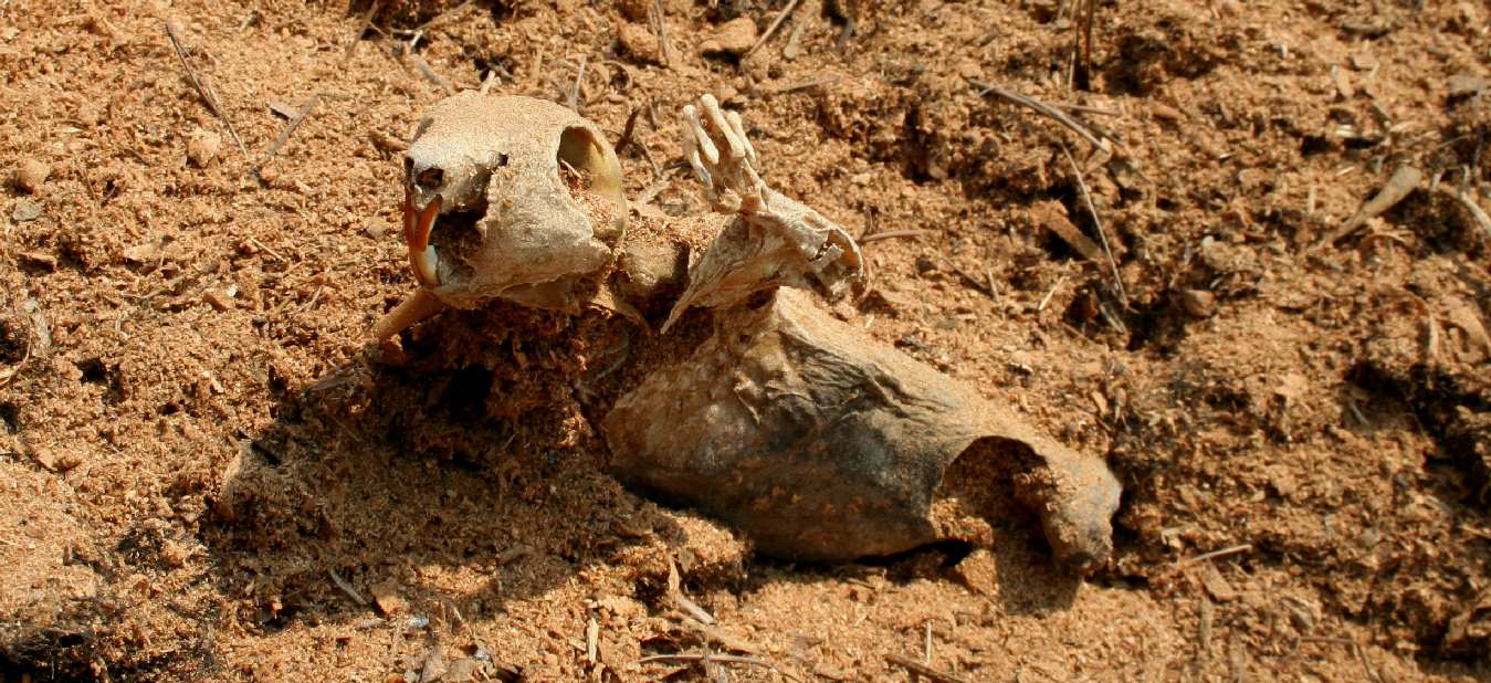 Mummified remains of a squirrel that lived in Lime Park, Herstmonceux