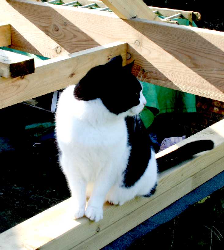 Acrobatic pussy cat checks out the woodwork