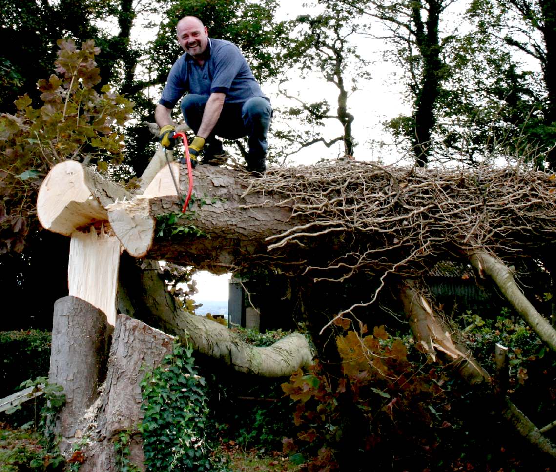 Tree surgeon Nelson Kay dealing with a rogue tree